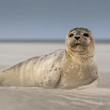 Face Parking 4 Personnes Wifi アパート Berck